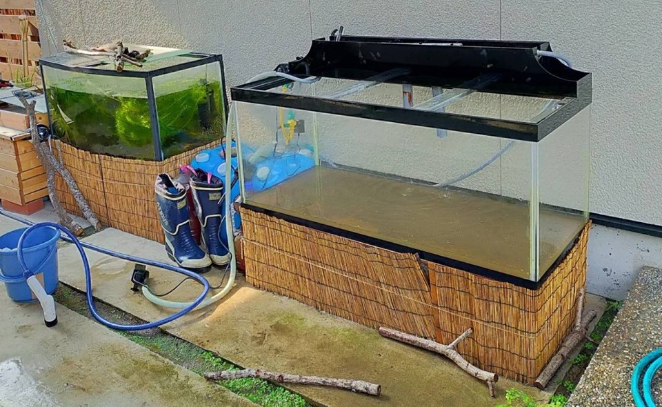 鹿児島のペットの里親サイト