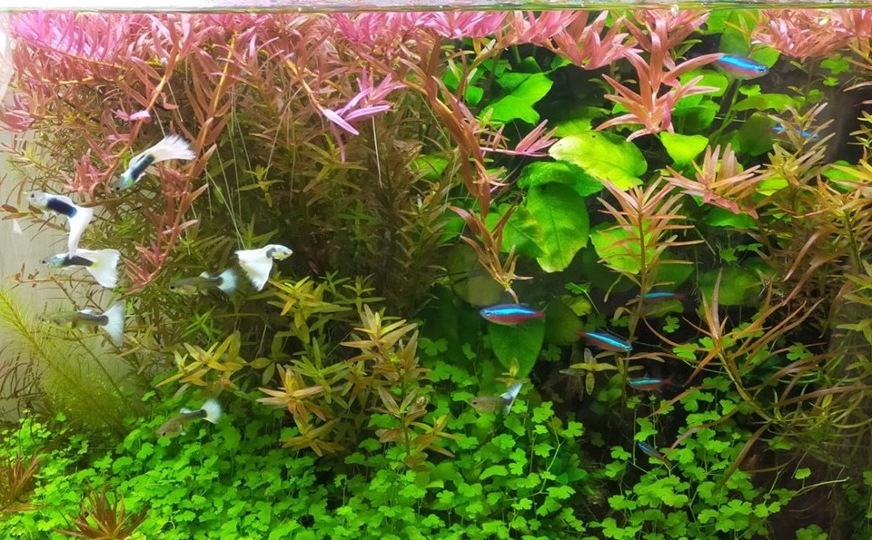 水槽設置＆メンテナンス料金表